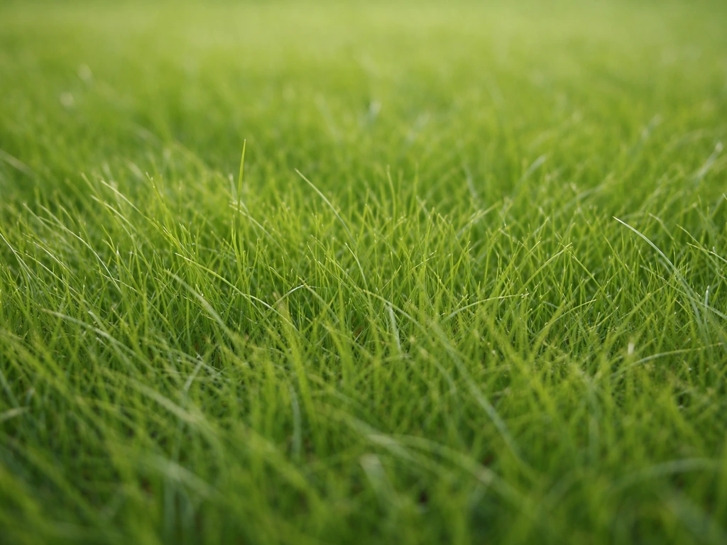 Gros plan sur des brins d’agrostide très fins et denses dans une pelouse, texture serrée.